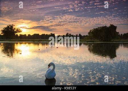 Einen schönen Sommer Sonnenuntergang über einem See in Bushy Park, London, UK. Eine bunte Himmel auf dem Spiegel wie Wasser mit einem Schwan im Vordergrund reflektiert wird. Stockfoto