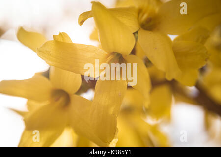 Nahaufnahme von gelben Blumen blühen im Freien Stockfoto