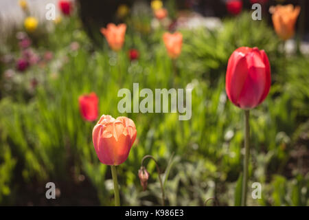 Tulip Blumen blühen auf Feld in Rasen während der sonnigen Tag Stockfoto