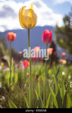 Tulip Blumen blühen auf Feld gegen Himmel während der sonnigen Tag Stockfoto