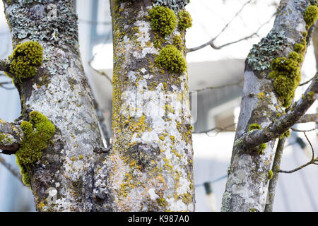 Nahaufnahme der Baumstamm Textur im Wald Stockfoto