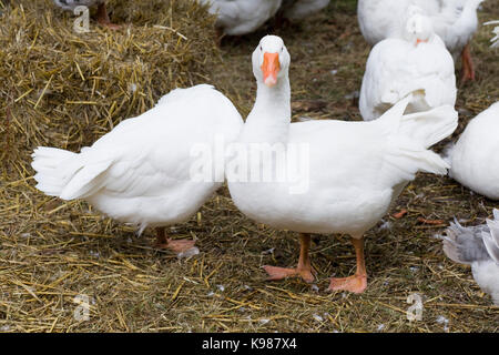 Amerikanische Pekingenten in einem Stroh pen Stockfoto