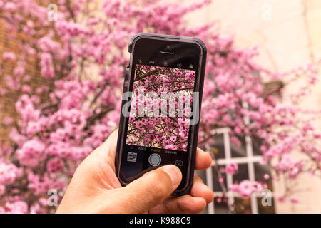 Ein männlicher unter Foto von rosa Kirschblüte mit einem iPhone SE smartphone Stockfoto