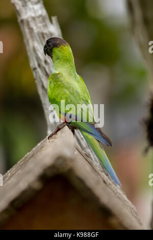 Brasilianischen Pantanal - nanday Sittich Stockfoto