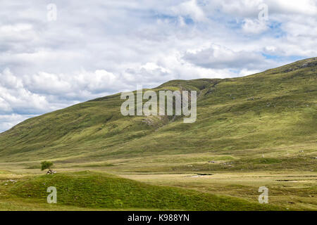 Ein einsamer Baum unter die karge Landschaft in der Nähe von der Schlacht von Glen Shiel historischen Ort in Schottland. Stockfoto