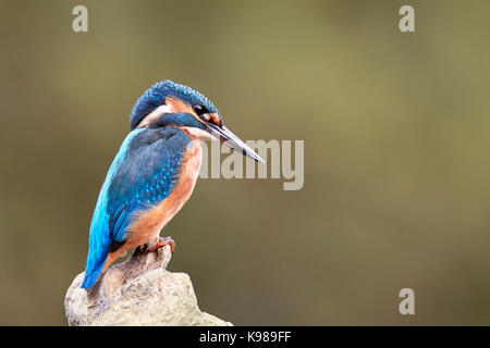 Eisvogel / Alcedo Atthis Stockfoto