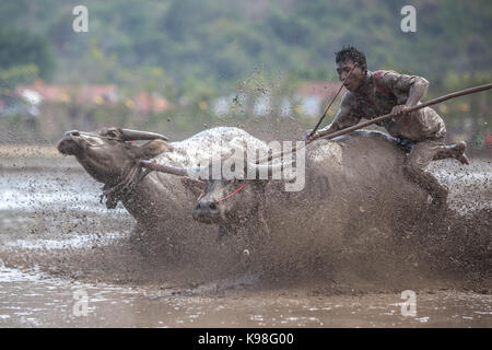 Barat Jereweh, Sumbawa, Indonesien - 10. September 2017: Lokale buffalo Race Bewerb auf der Insel Sumbawa, Indonesien am 10. September 2017 abgehalten. Stockfoto