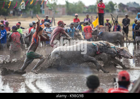 Barat Jereweh, Sumbawa, Indonesien - 10. September 2017: Lokale buffalo Race Bewerb auf der Insel Sumbawa, Indonesien am 10. September 2017 abgehalten. Stockfoto