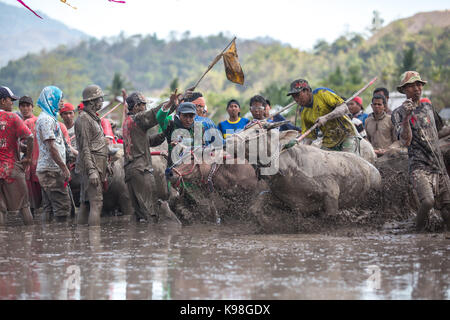 Barat Jereweh, Sumbawa, Indonesien - 10. September 2017: Lokale buffalo Race Bewerb auf der Insel Sumbawa, Indonesien am 10. September 2017 abgehalten. Stockfoto