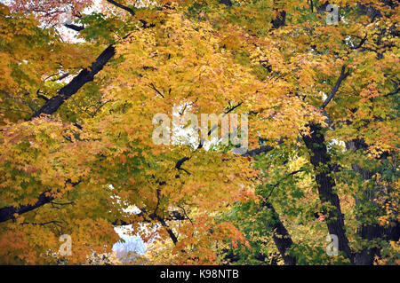 Gettysburg National Cemetery, Pennsylvania, USA - 31. Oktober 2016 Herbst Laub, Ahorn Stockfoto