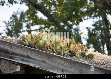 Nahaufnahme der Feigenkaktus Kakteen auf einem Dach mit Dach im Vordergrund und die Bäume im Hintergrund. Stockfoto