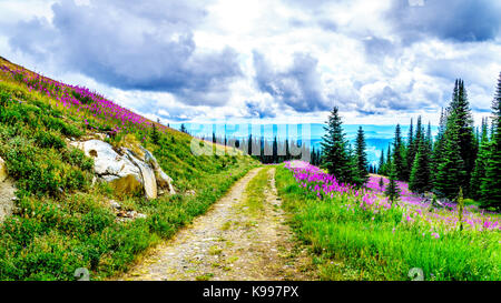 Wandern über Almen in Rosa fireweed Wildblumen in der hochalpinen in der Nähe des Dorfes Sun Peaks, in Zentral British Columbia Stockfoto