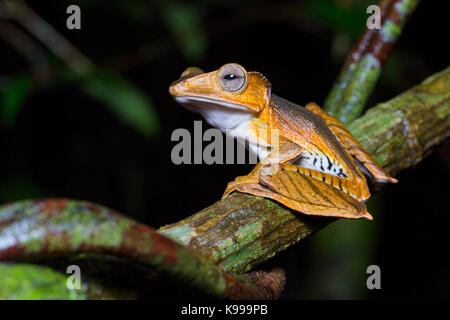 Polypedates File-Eared otilophus (Laubfrosch), kubah Nationalpark, Sarawak, Malaysia Stockfoto