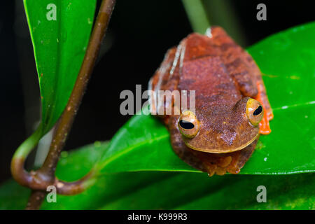 Harlekin Laubfrosch (Rhacophorus pardalis), kubah Nationalpark, Sarawak, Malaysia Stockfoto