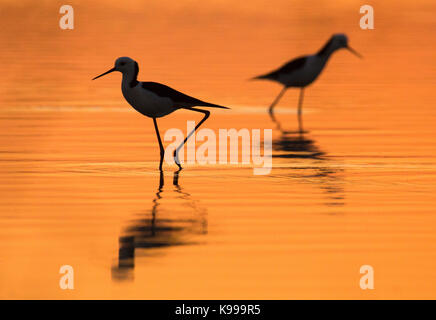 Weiß - Stelzenläufer (Himantopus leucocephalus) ast Sonnenuntergang, NSW, Australien. Auch bekannt als Black-winged Stelzenläufer. Stockfoto