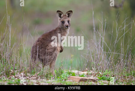 Eastern Grey Kangaroo (Macropus giganteus) Joey, NSW, Australien Stockfoto