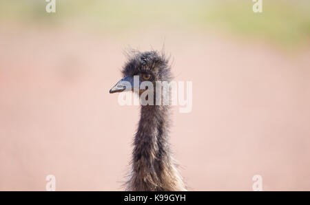 Emu (Dromaius novaehollandiae) im Outback NSW, Australien Stockfoto