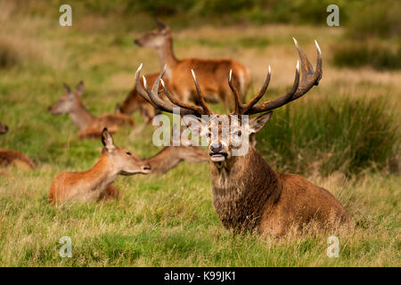 Rotwild im Richmond Park während der Brunft Stockfoto