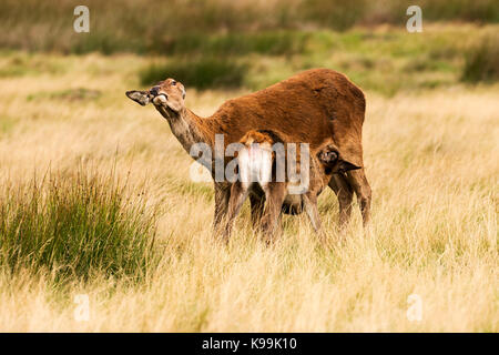 Rotwild im Richmond Park während der Brunft Stockfoto