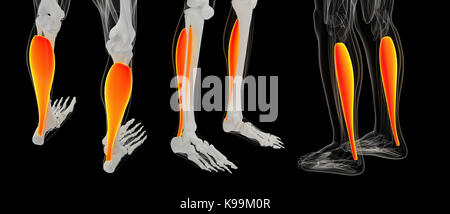 3D Rendering Illustration der muskulösen Soleus Stockfoto