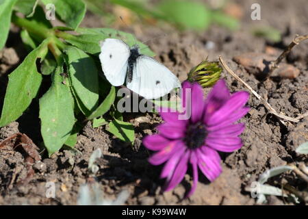 Kleine weiße Falter (Pieris rapae) in der Nähe von Purple African Daisy Flower im frühen Herbst in West Sussex, England, UK. Stockfoto