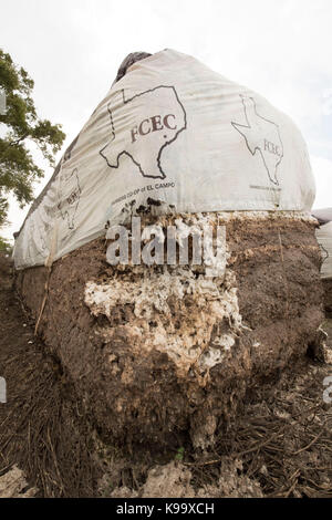 El Campo, USA. September 2017. Baumwollfarm, der vom Hurrikan Harvey in der Nähe der kleinen texanischen Bauernstadt El Campo verwüstet wurde. Kredit: Bob Daemmrich/Alamy Live Nachrichten Stockfoto