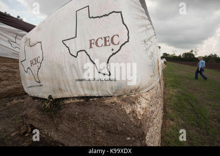 El Campo, USA. September 2017. Baumwollfarm, der vom Hurrikan Harvey in der Nähe der kleinen texanischen Bauernstadt El Campo verwüstet wurde. Kredit: Bob Daemmrich/Alamy Live Nachrichten Stockfoto