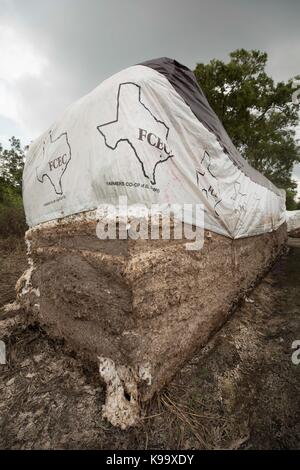 El Campo, USA. September 2017. Baumwollfarm, der vom Hurrikan Harvey in der Nähe der kleinen texanischen Bauernstadt El Campo verwüstet wurde. Kredit: Bob Daemmrich/Alamy Live Nachrichten Stockfoto