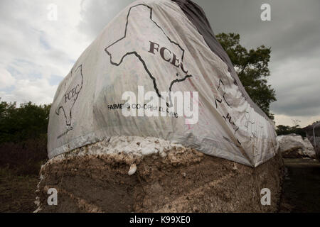 El Campo, USA. September 2017. Baumwollfarm, der vom Hurrikan Harvey in der Nähe der kleinen texanischen Bauernstadt El Campo verwüstet wurde. Kredit: Bob Daemmrich/Alamy Live Nachrichten Stockfoto