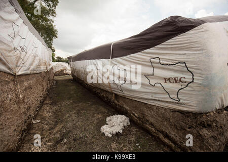 El Campo, USA. September 2017. Baumwollfarm, der vom Hurrikan Harvey in der Nähe der kleinen texanischen Bauernstadt El Campo verwüstet wurde. Kredit: Bob Daemmrich/Alamy Live Nachrichten Stockfoto