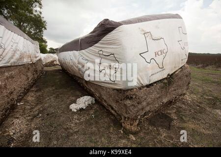 El Campo, USA. September 2017. Baumwollfarm, der vom Hurrikan Harvey in der Nähe der kleinen texanischen Bauernstadt El Campo verwüstet wurde. Kredit: Bob Daemmrich/Alamy Live Nachrichten Stockfoto