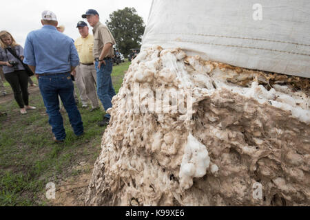 El Campo, USA. 21 Sep, 2017. Us-Staatssekretär für Landwirtschaft Sonny Perdue (gelbes Hemd), Haus der Landwirtschaft Vorsitzender Mike Conaway (tan) und Texas, Kommissar für die Landwirtschaft Sid Miller (blau) Tour Baumwolle Farmen wütete der Hurrikan Harvey vor drei Wochen. Credit: Bob Daemmrich/Alamy leben Nachrichten Stockfoto