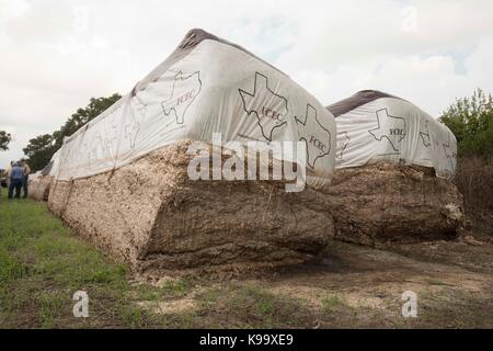 El Campo, USA. September 2017. Baumwollfarm, der vom Hurrikan Harvey in der Nähe der kleinen texanischen Bauernstadt El Campo verwüstet wurde. Kredit: Bob Daemmrich/Alamy Live Nachrichten Stockfoto