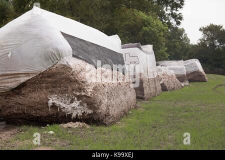 El Campo, USA. September 2017. Baumwollfarm, der vom Hurrikan Harvey in der Nähe der kleinen texanischen Bauernstadt El Campo verwüstet wurde. Kredit: Bob Daemmrich/Alamy Live Nachrichten Stockfoto