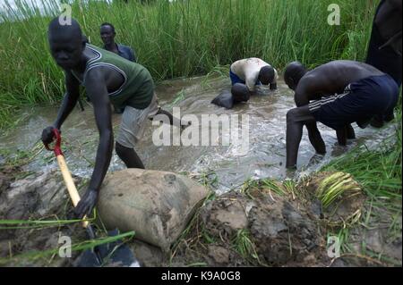 August 29, 2014 - Dorf - Machdeng Baidit Berka/Werra, Bor County, South Sudan - Dorfbewohner, die nach Hause nach intern Arbeit zu reparieren und einen Deich, Wasser aus dem Nil von ihrem Dorf Überschwemmungen zu verhindern verlängern Vertriebenen zurück. Sie und andere von ihrem Dorf arbeiten am Deich als Teil einer bedingten Verteilung von Nahrungsmitteln; sie erforderlich sind, um 20 Tage (4 Stunden pro Tag) im Austausch für Sorghum, gelbe Spalterbsen und angereicherte Pflanzenöl zu arbeiten. Tausend von South Sudan wurde intern Vertriebene Flüchtlinge in Jonglei und Juba nach dem Ausbruch der Kämpfe zwischen Stockfoto