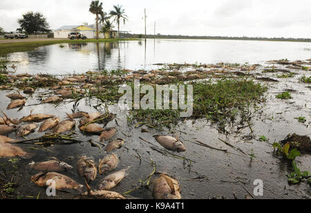 Genf, United States. 22 Sep, 2017. September 22, 2017 - Genf, Florida, United States - Tote Fische, vor allem Tilapia, sind am 22. September gesehen, 2017 in den Gewässern rund um die Jolly Gator Fish Camp Bar und Grill am St. John's River in Genf, Florida. Hurricane Irma hat eine große Fische töten während des Zustandes von Florida als Fische ersticken aus abgereichertem Sauerstoffgehalt im Wasser verursacht. Credit: Paul Hennessy/Alamy leben Nachrichten Stockfoto