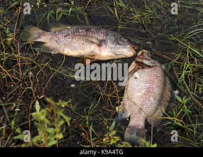 Genf, United States. 22 Sep, 2017. September 22, 2017 - Genf, Florida, United States - Tote Fische, vor allem Tilapia, sind am 22. September gesehen, 2017 in den Gewässern rund um die Jolly Gator Fish Camp Bar und Grill am St. John's River in Genf, Florida. Hurricane Irma hat eine große Fische töten während des Zustandes von Florida als Fische ersticken aus abgereichertem Sauerstoffgehalt im Wasser verursacht. Credit: Paul Hennessy/Alamy leben Nachrichten Stockfoto