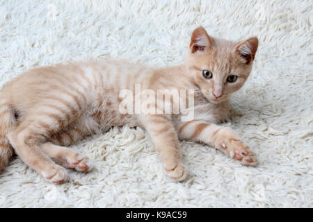 Drei Monate alten Licht ginger Kitten zur Festlegung von Surrey, England Stockfoto