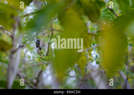 Endemische Spinne mit Spinnennetz auf der Insel Reunion Stockfoto