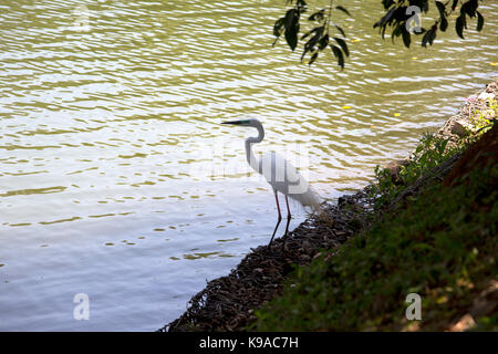 Kandy Sri Lanka östlichen Silberreiher während der Brutzeit von Kandy Lake Kiri Muhuda großen künstlichen See In 1807 Erstellt von Sri Wickrama Rajasinha Stockfoto