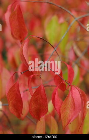 Euonymus bungeanus 'Dart's Pride' Eine kleine Laubbaum, Anzeigen Herbst Laub Farbe in einen Englischen Garten, Großbritannien Stockfoto