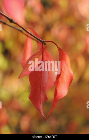 Euonymus bungeanus 'Dart's Pride' Eine kleine Laubbaum, Anzeigen Herbst Laub Farbe in einen Englischen Garten, Großbritannien Stockfoto