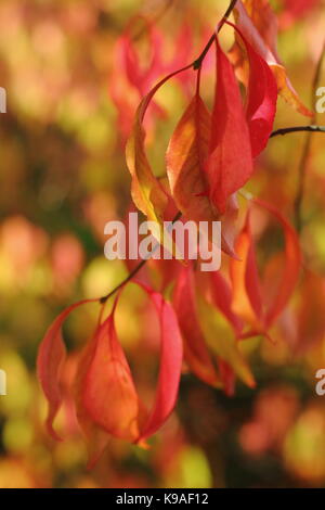 Euonymus bungeanus 'Dart's Pride' Eine kleine Laubbaum, Anzeigen Herbst Laub Farbe in einen Englischen Garten, Großbritannien Stockfoto