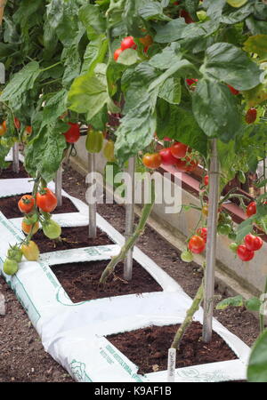 "Alicante" Tomaten in Growbags, Reifung in einem Gewächshaus in einem Englischen Garten im Spätsommer, Großbritannien Stockfoto