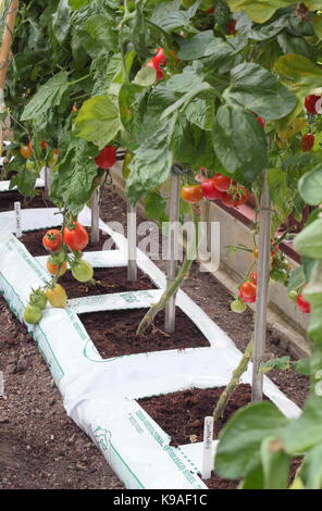 "Alicante" Tomaten in Growbags, Reifung in einem Gewächshaus in einem Englischen Garten im Spätsommer, Großbritannien Stockfoto