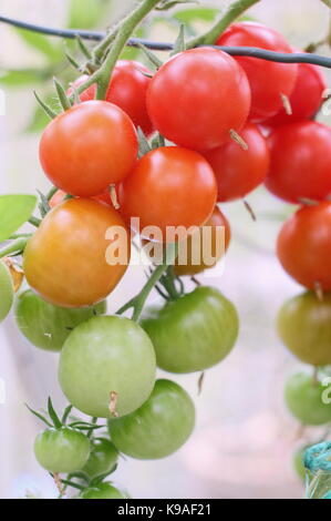 "Alicante" Tomaten reifen in einem Gewächshaus in einem Englischen Garten im Spätsommer, Großbritannien Stockfoto