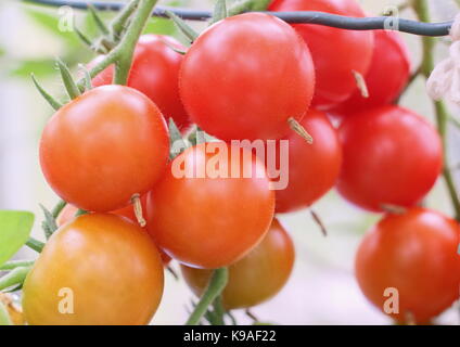 "Alicante" Tomaten reifen in einem Gewächshaus in einem Englischen Garten im Spätsommer, Großbritannien Stockfoto