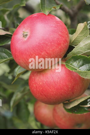 Malus Domestica 'Discovery' Äpfel auf dem Zweig im Spätsommer in einem Englischen Garten Stockfoto