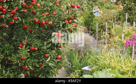 Malus Domestica 'Discovery' apple tree, Schwere, mit Obst, in einem englischen Schrebergarten im Spätsommer, Großbritannien Stockfoto