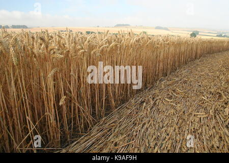 In der Nähe des Crop Circle in abgeflachten Weizen oder Gerste in Wiltshire Felder Stockfoto